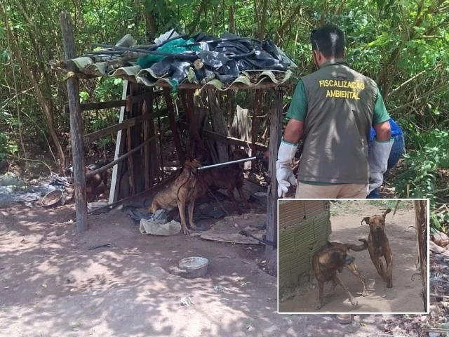 Cippa encontra sete cachorros abandonados e vítimas de maus tratos