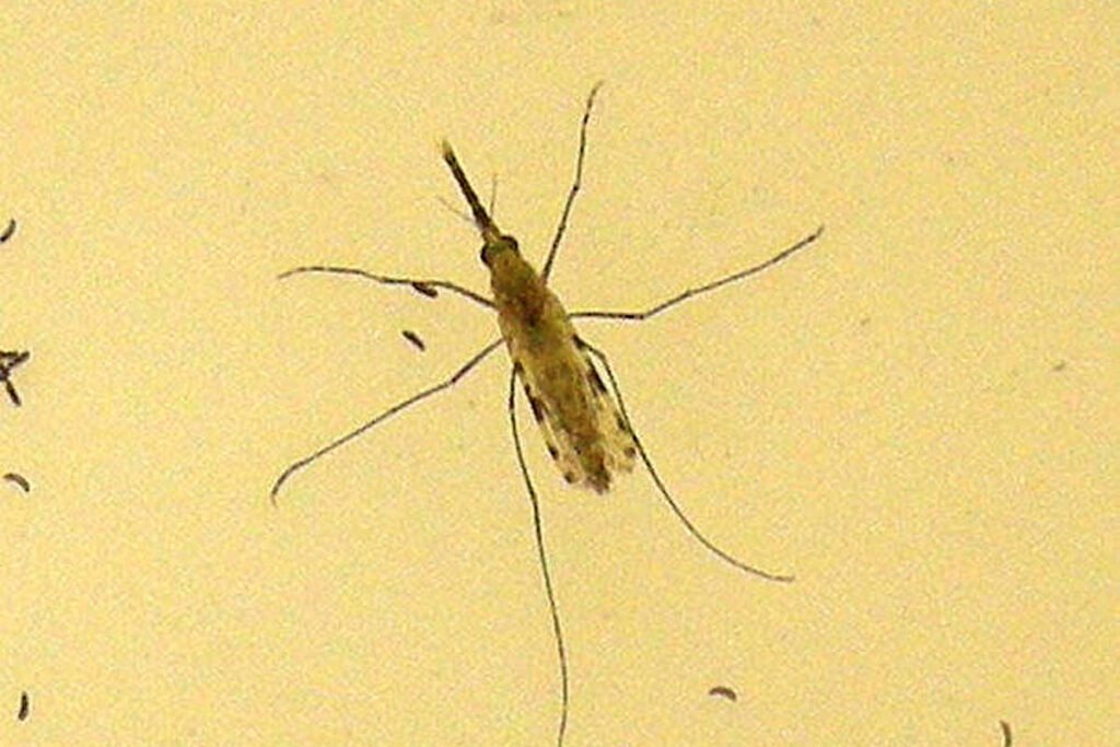 mae-e-filha-morrem-de-malaria-apos-viagem-internacional