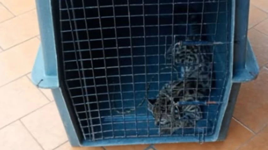 Jaguatirica ferida é resgatada por PMs às margens da BR-101