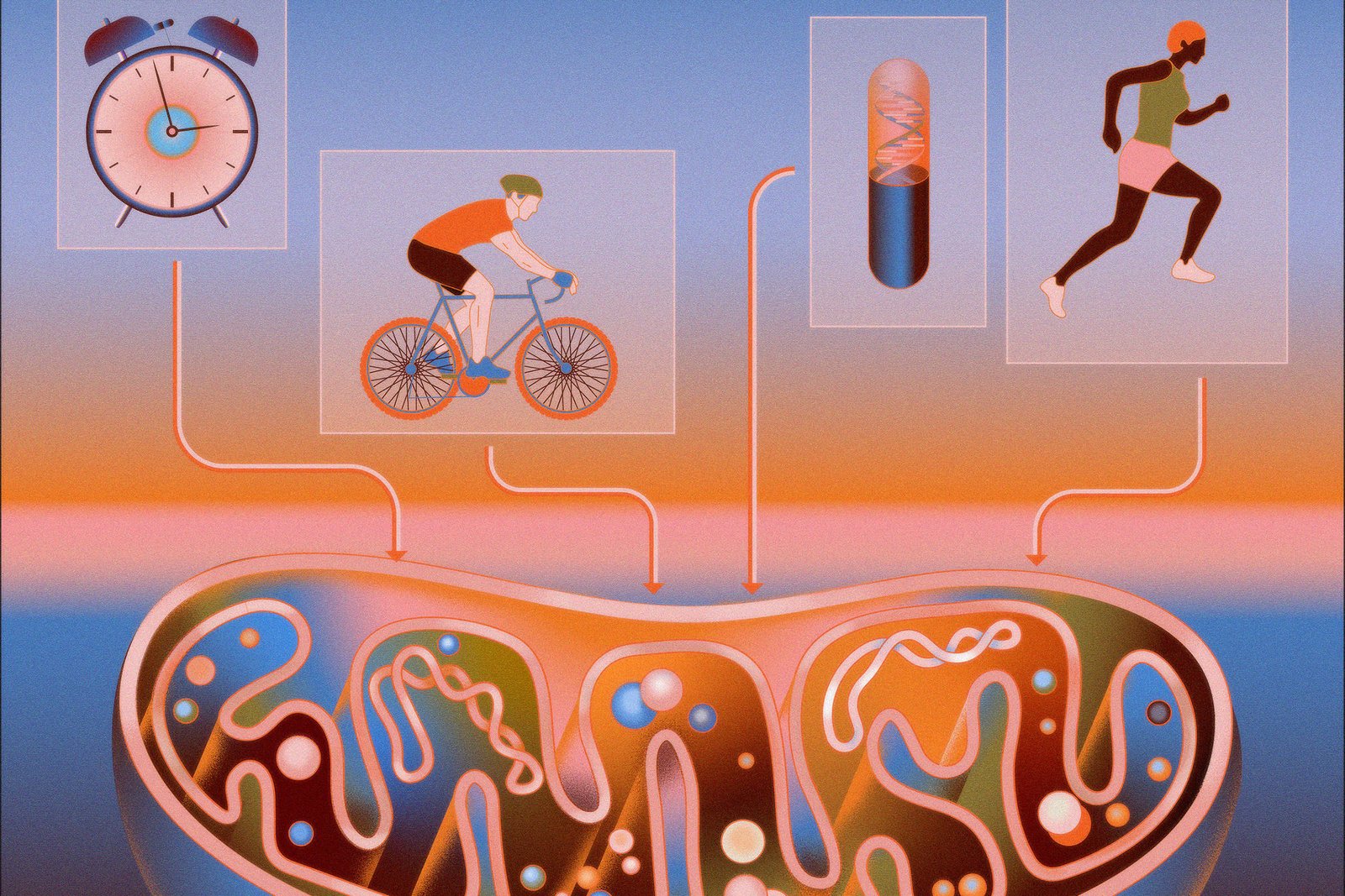 chave-para-a-longevidade-pode-estar-nas-mitocondrias,-dentro-das-nossas-celulas