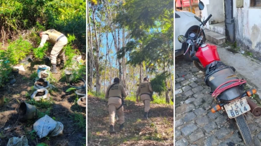 PM encontra plantio de maconha e recupera moto roubada em Maraú