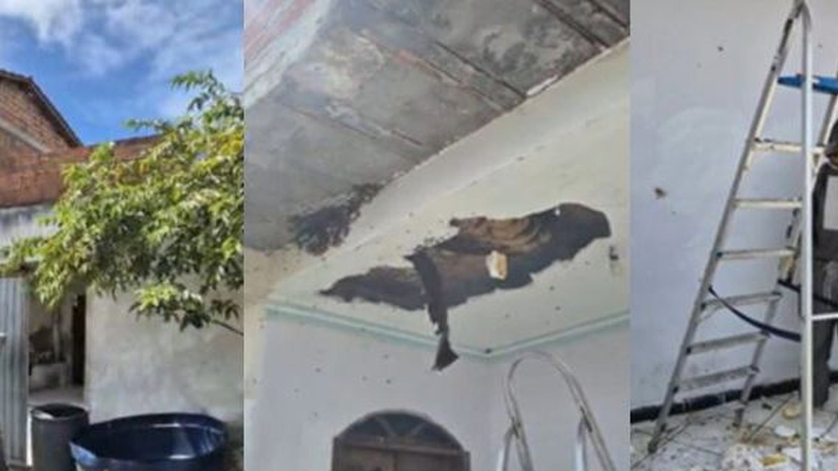 moradores entram em pânico com ataque de abelhas