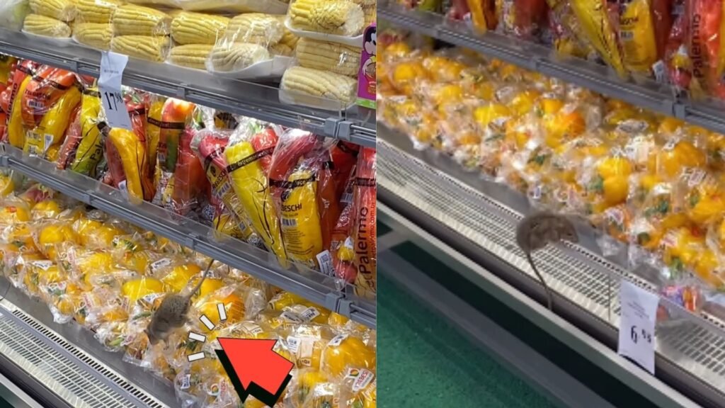 NOJENTO! Rato é flagrado ‘passeando’ em cima de verduras dentro de mercado em bairro nobre de Salvador; ASSISTA