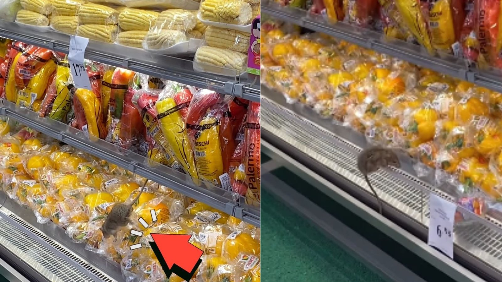NOJENTO! Rato é flagrado ‘passeando’ em cima de verduras dentro de mercado em bairro nobre de Salvador; ASSISTA