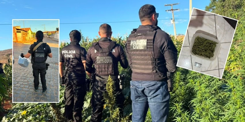Polícia Civil destrói plantação com cerca de 100 pés de maconha em Jaborandi