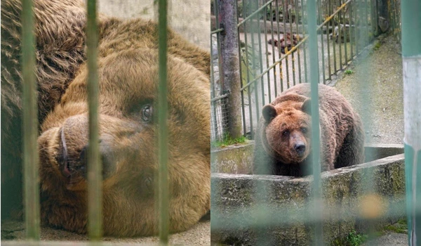 Urso-pardo passa 34 anos preso em concreto e tem primeira hibernação após ser resgatado